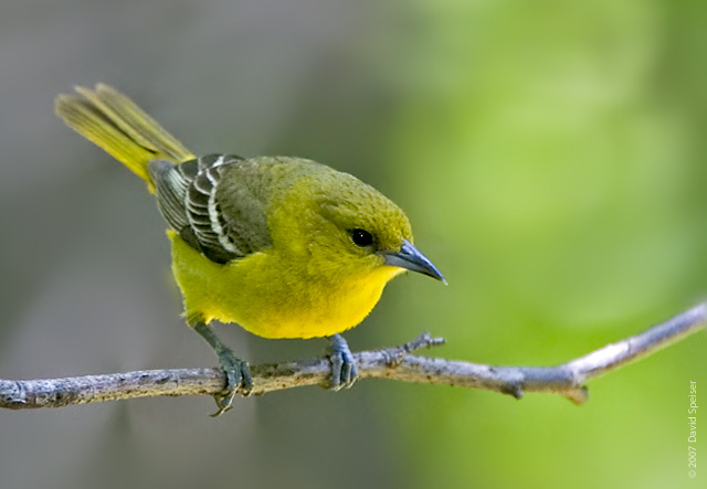 Orchard Oriole