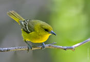 Orchard Oriole