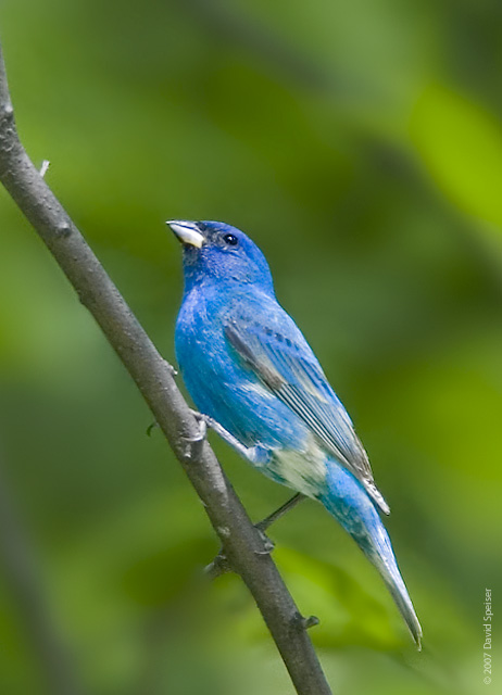 Indigo Bunting