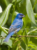 Indigo Bunting