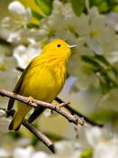 Yellow Warbler