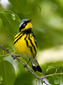 Magnolia Warbler