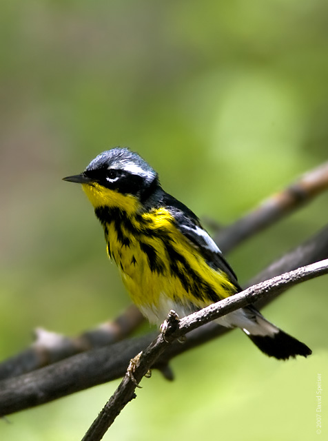 Magnolia Warbler