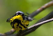 Magnolia Warbler