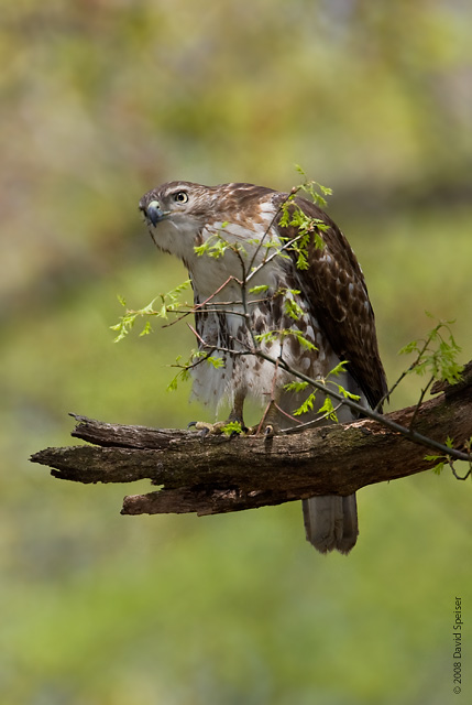 Red-tailed Hawk