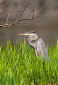 Great Blue Heron