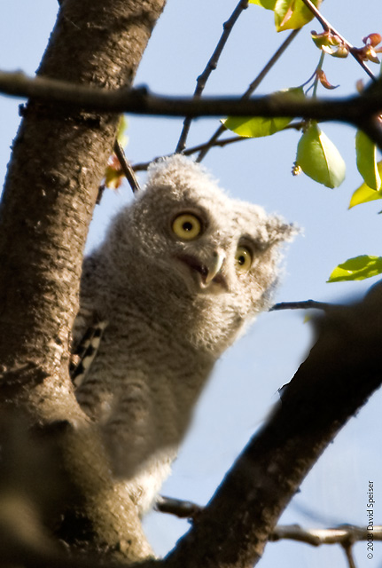 Eastern Screech Owlet