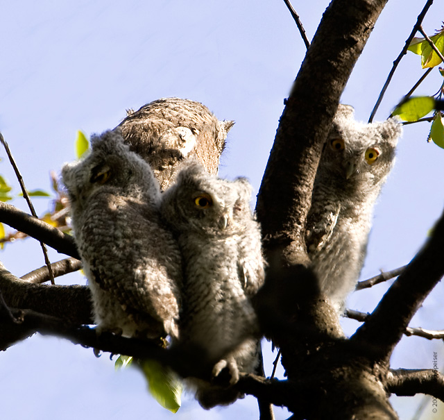 Eastern Schreech Owlets