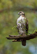 Red-tailed Hawk