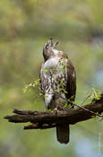 Red-tailed Hawk