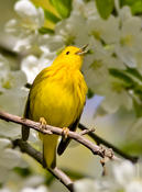 Yellow Warbler