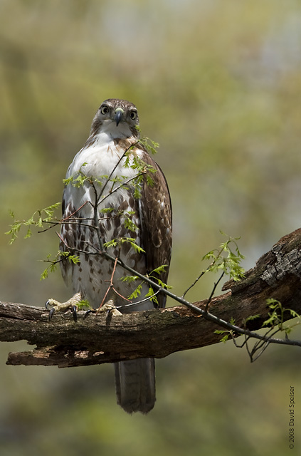 Red-tailed Hawk