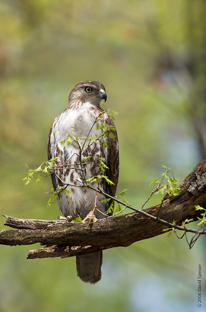 Red-tailed Hawk