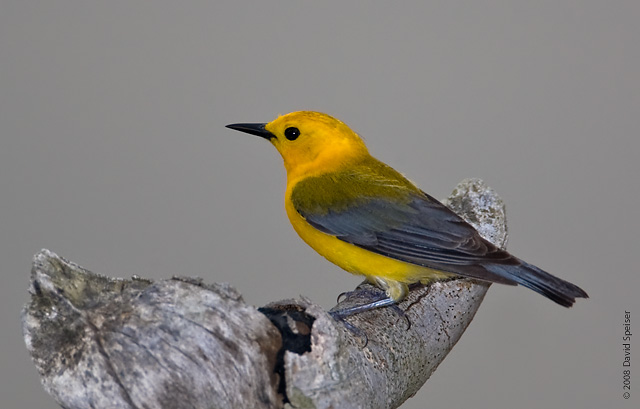 Prothonotary Warbler