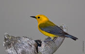 Prothonotary Warbler