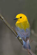 Prothonotary Warbler