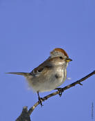 American Tree Sparrow