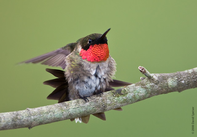 Ruby-throated hummingbird