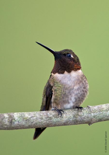 Ruby-throated Hummingbird