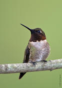 Ruby-throated Hummingbird