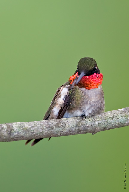 Ruby-throated Hummingbird