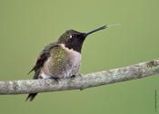 Ruby-throated Hummingbird