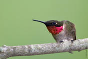 Ruby-throated Hummingbird