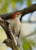 Red-bellied Woodpecker