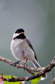 Carolina Chickadee