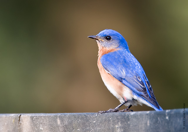 Eastern Bluebird