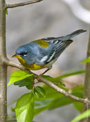 Northern Parula