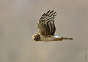 Northern Harrier