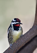 Yellow-bellied Sapsucker