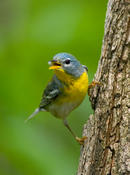 Northern Parula