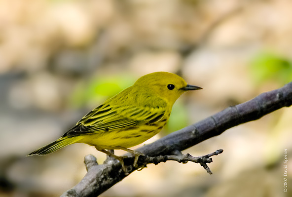 Yellow Warbler