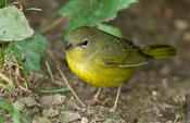 Mourning Warbler (fall)