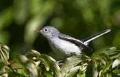 Blue-gray Gnatcatcher