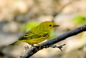 Yellow Warbler