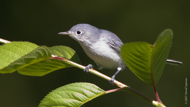 Blue-gray Gnatcatcher