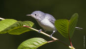 Blue-gray Gnatcatcher