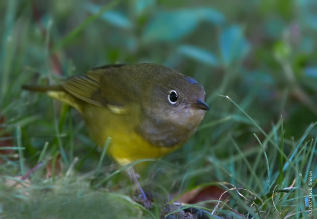 Connecticut Warbler