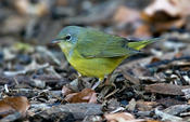 Mourning Warbler