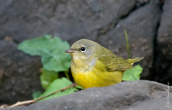 Mourning Warbler