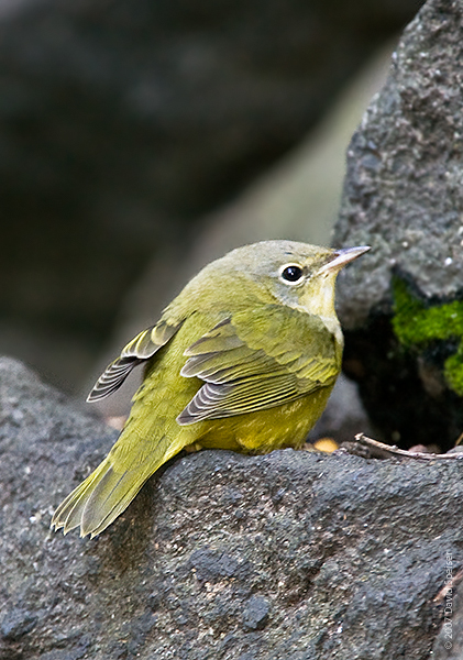 Mourning Warbler