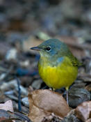 Mourning Warbler