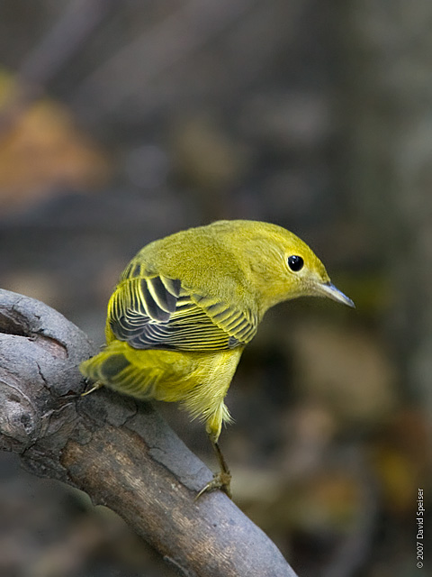 Yellow Warbler