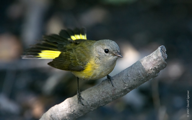 American Redstart