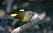 American Redstart