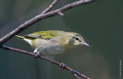 Tennessee Warbler