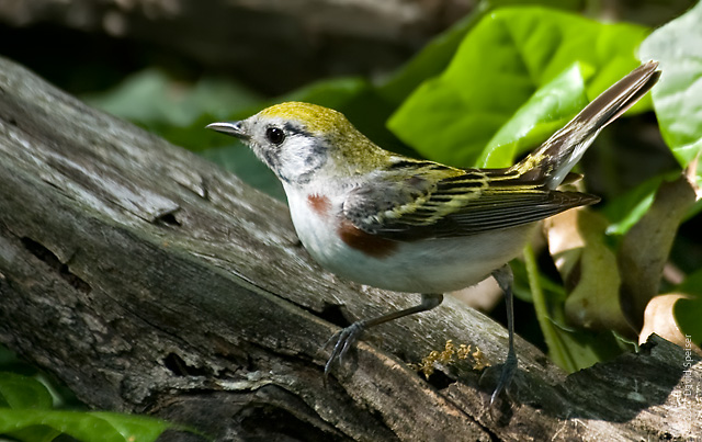 Chestnut-sided warbler